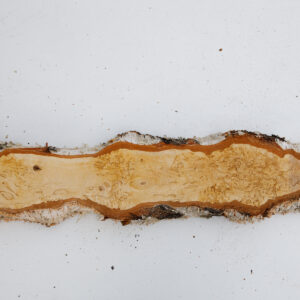 visakoivun lankku 38 mm - 50 cm