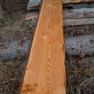 Kanttaamaton lehtikuusi