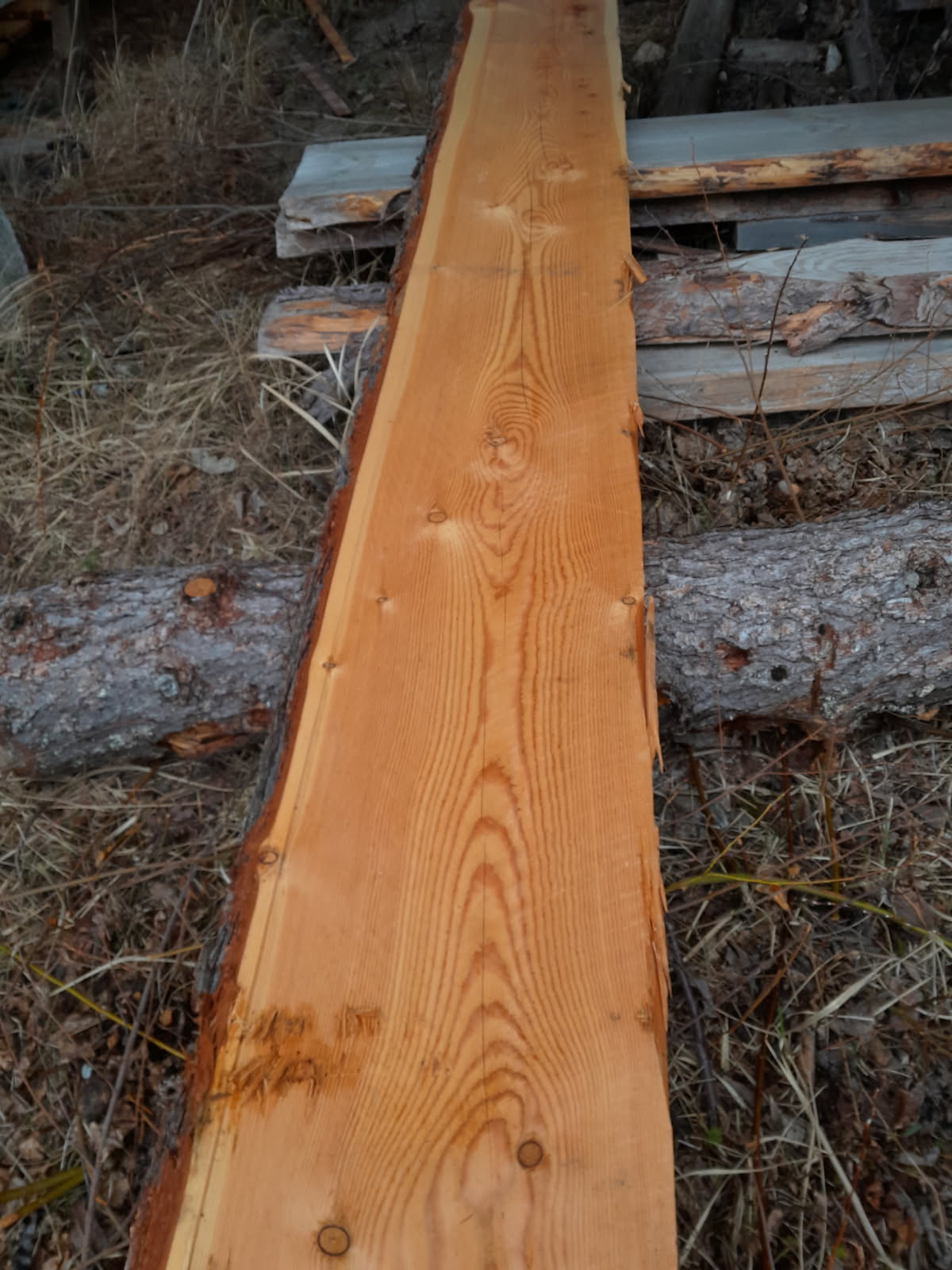 Kanttaamaton lehtikuusi